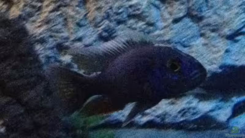 Besatz im Aquarium stone bay area (closed due!!!) von der Steirer (139)