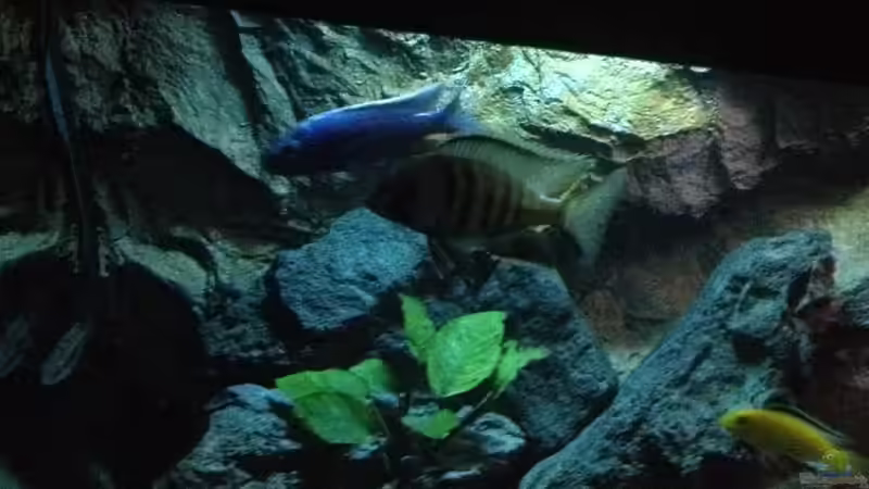 Besatz im Aquarium stone bay area (closed due!!!) von der Steirer (143)