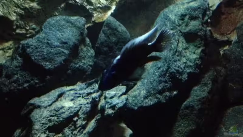 Besatz im Aquarium stone bay area (closed due!!!) von der Steirer (146)