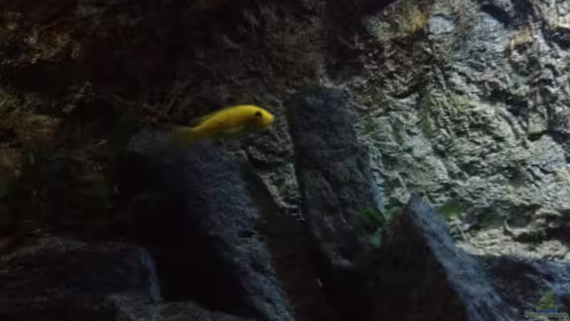 Besatz im Aquarium stone bay area (closed due!!!) von der Steirer (147)