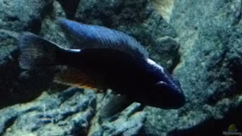 Besatz im Aquarium stone bay area (closed due!!!) von der Steirer (149)