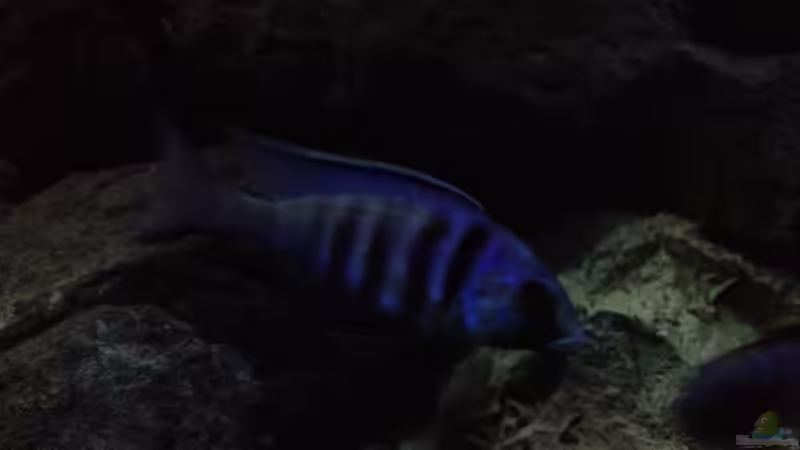 Besatz im Aquarium stone bay area (closed due!!!) von der Steirer (152)