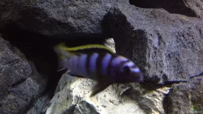 Besatz im Aquarium stone bay area (closed due!!!) von der Steirer (153)