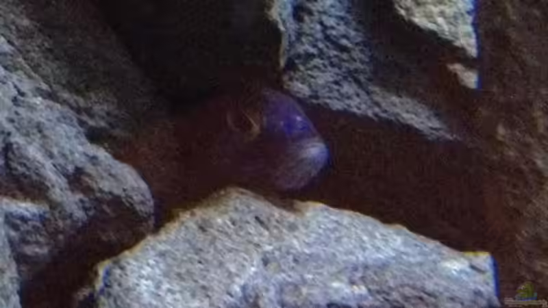 Besatz im Aquarium stone bay area (closed due!!!) von der Steirer (154)