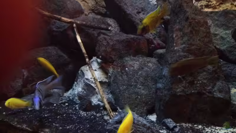 Besatz im Aquarium stone bay area (closed due!!!) von der Steirer (155)