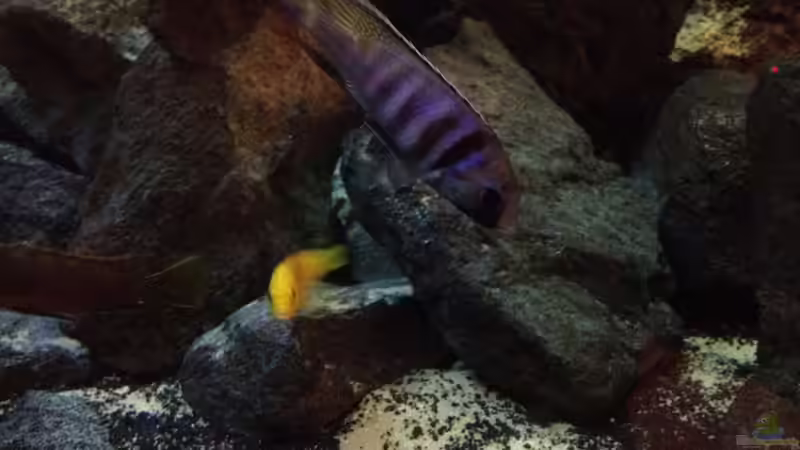 Besatz im Aquarium stone bay area (closed due!!!) von der Steirer (157)