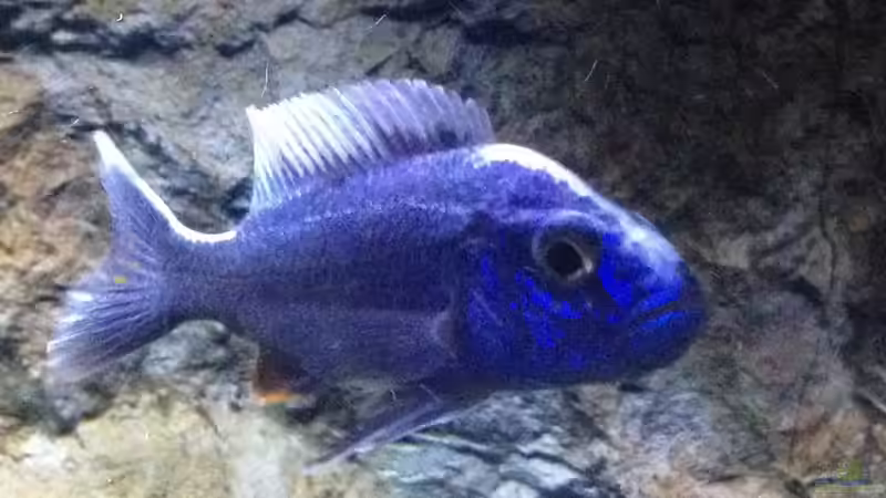 Besatz im Aquarium stone bay area (closed due!!!) von der Steirer (159)