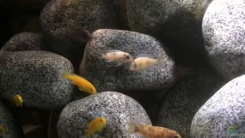 Besatz im Aquarium Stone biotope of Mbunas von Marius88 (10)