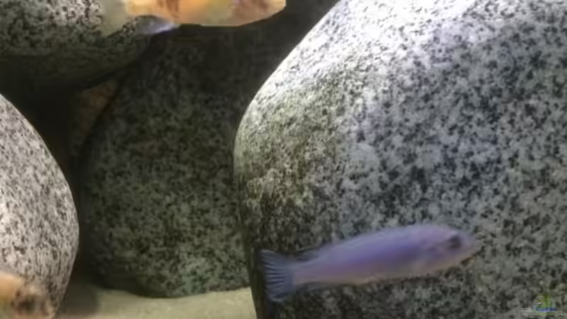 Besatz im Aquarium Stone biotope of Mbunas von Marius88 (11)