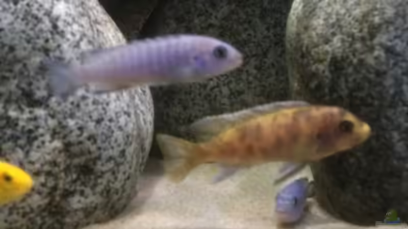 Besatz im Aquarium Stone biotope of Mbunas von Marius88 (12)