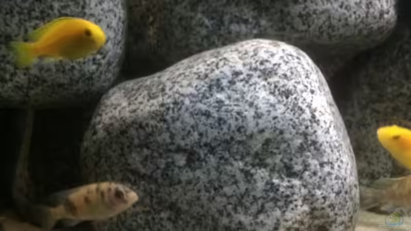 Besatz im Aquarium Stone biotope of Mbunas von Marius88 (13)