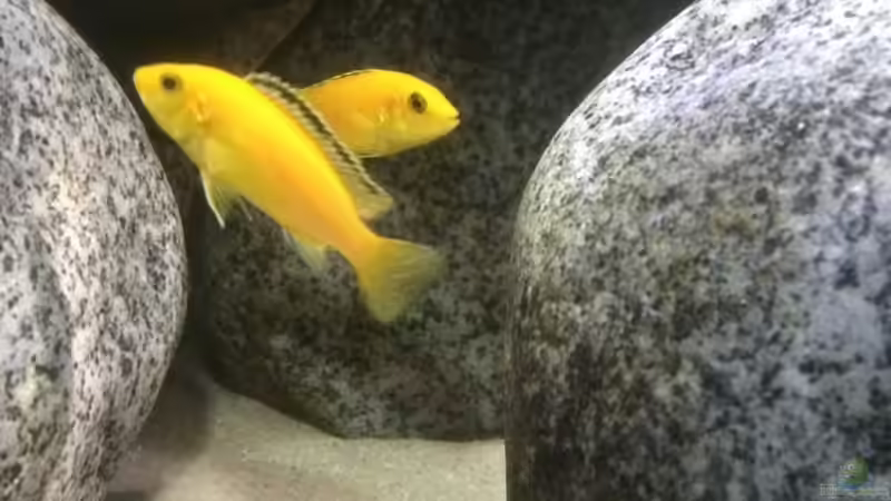 Besatz im Aquarium Stone biotope of Mbunas von Marius88 (17)