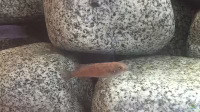 Besatz im Aquarium Stone biotope of Mbunas von Marius88 (18)