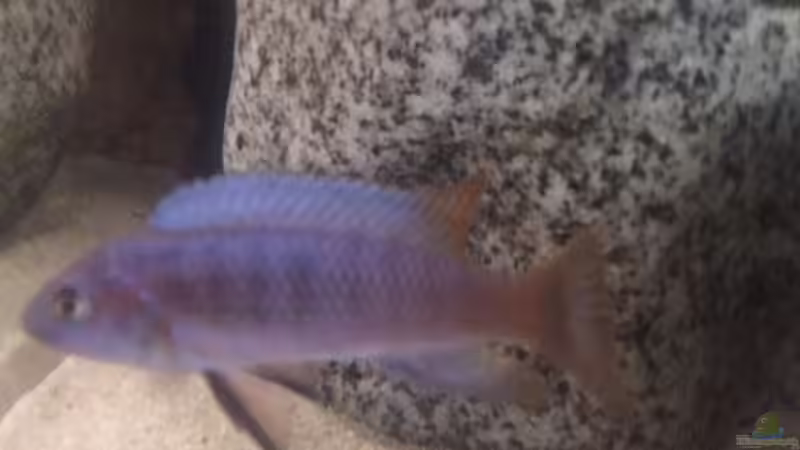 Besatz im Aquarium Stone biotope of Mbunas von Marius88 (19)