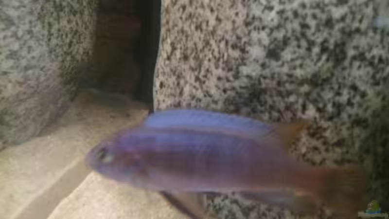 Besatz im Aquarium Stone biotope of Mbunas von Marius88 (20)