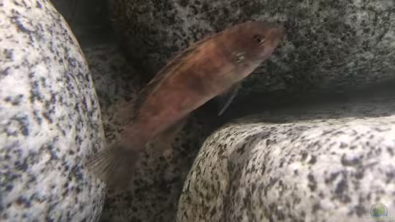 Besatz im Aquarium Stone biotope of Mbunas von Marius88 (21)