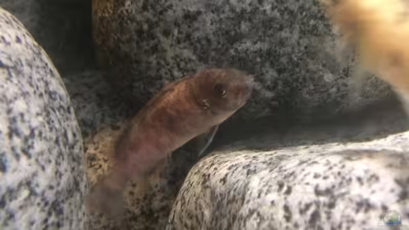 Besatz im Aquarium Stone biotope of Mbunas von Marius88 (22)