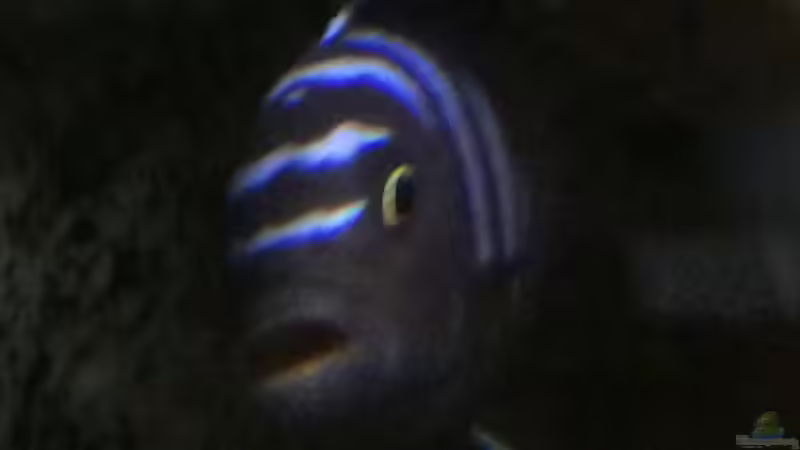 Besatz im Aquarium Stone biotope of Mbunas von Marius88 (24)