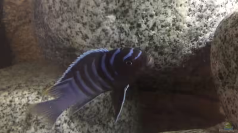 Besatz im Aquarium Stone biotope of Mbunas von Marius88 (25)