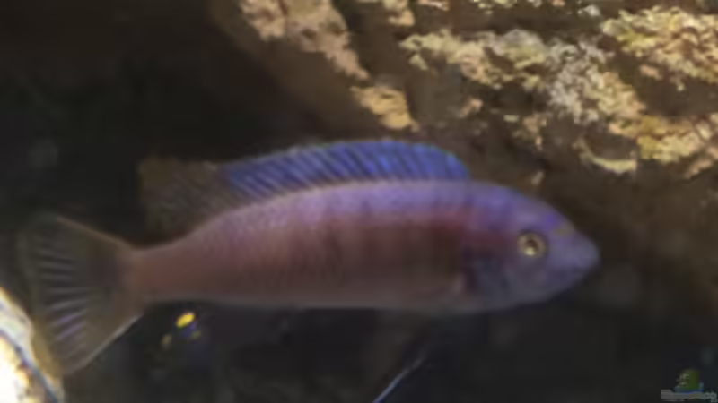 Besatz im Aquarium Stone biotope of Mbunas von Marius88 (26)