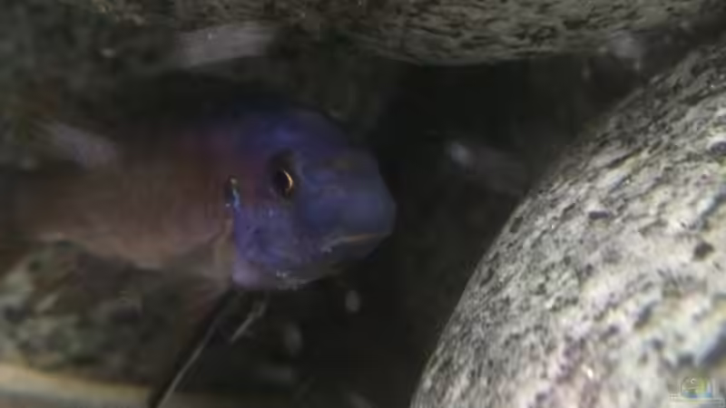 Besatz im Aquarium Stone biotope of Mbunas von Marius88 (27)