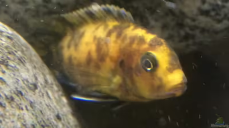 Besatz im Aquarium Stone biotope of Mbunas von Marius88 (28)