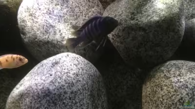 Besatz im Aquarium Stone biotope of Mbunas von Marius88 (9)