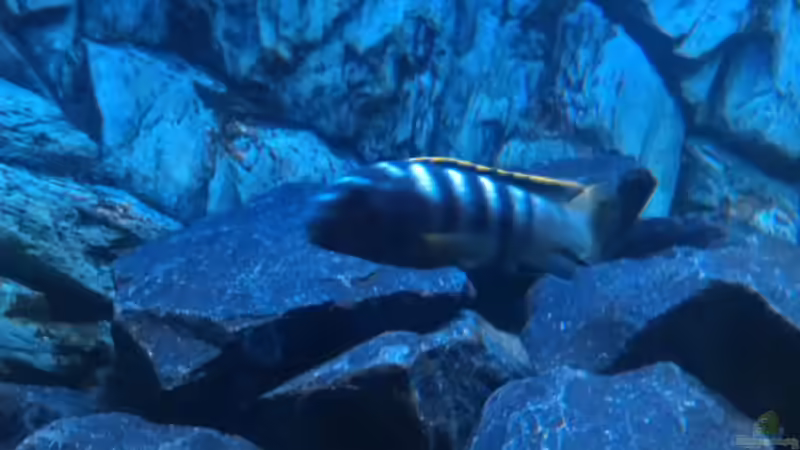 Besatz im Aquarium Stone edge von lohmi_5 (20)