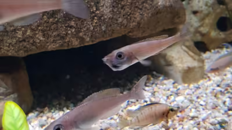 Besatz im Aquarium Stonefield von Berie (11)