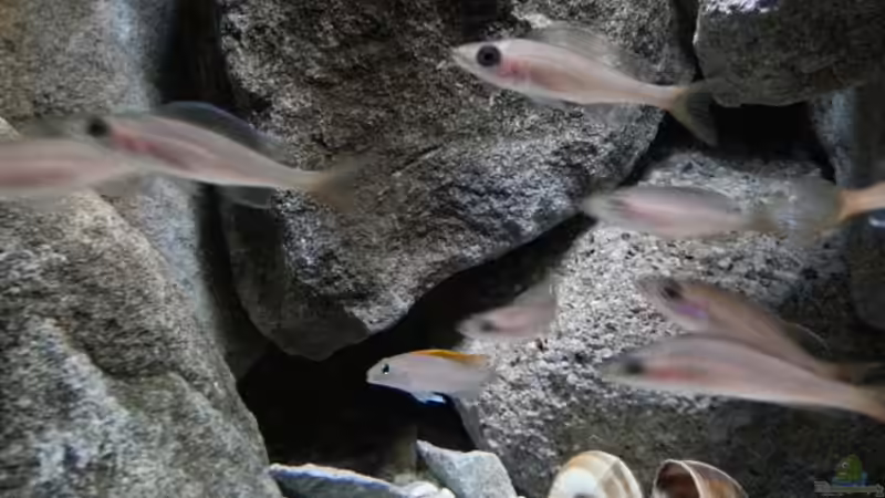 Besatz im Aquarium Stones and Shells von Julien Preuß (18)