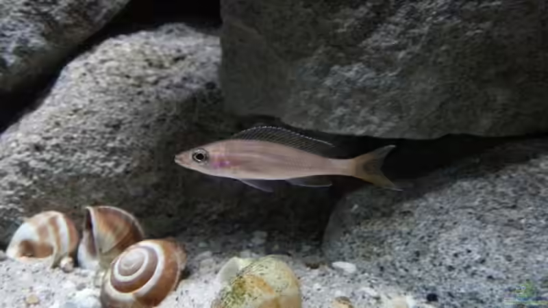 Besatz im Aquarium Stones and Shells von Julien Preuß (19)