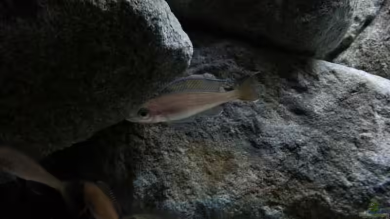 Besatz im Aquarium Stones and Shells von Julien Preuß (20)