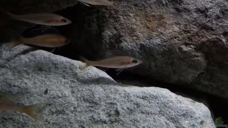 Besatz im Aquarium Stones and Shells von Julien Preuß (21)