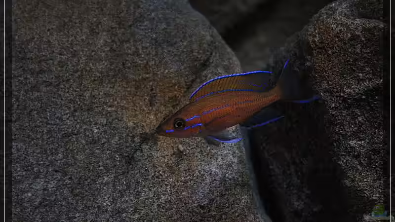 Besatz im Aquarium Stones and Shells von Julien Preuß (24)