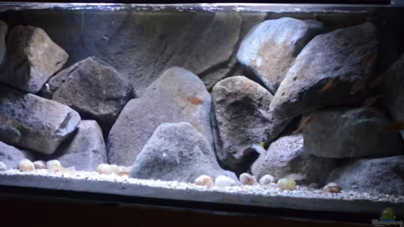 Besatz im Aquarium Stones and Shells von Julien Preuß (28)