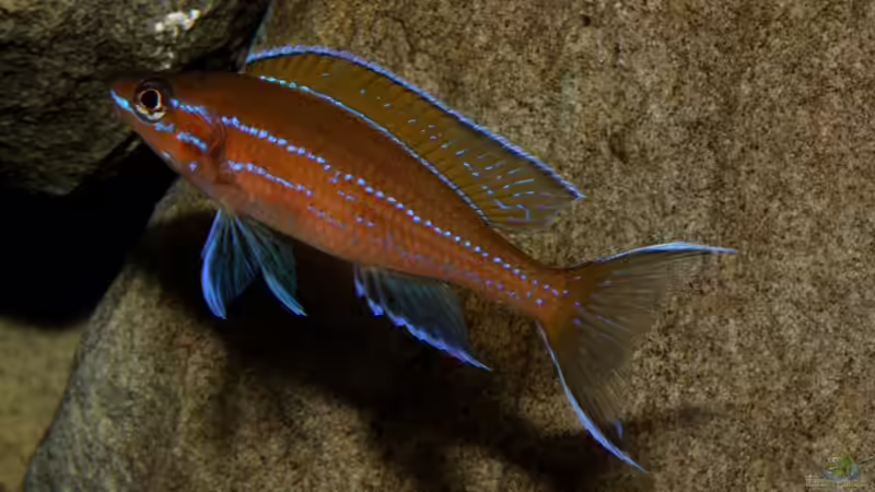 Besatz im Aquarium Stones and Shells von Julien Preuß (29)