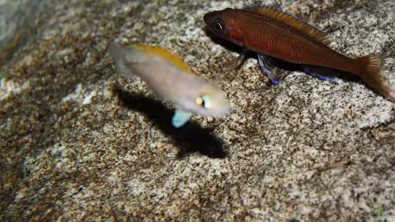 Besatz im Aquarium Stones and Shells von Julien Preuß (32)