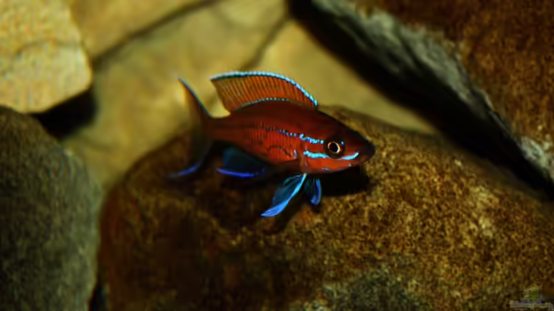 Besatz im Aquarium Stones and Shells von Julien Preuß (33)