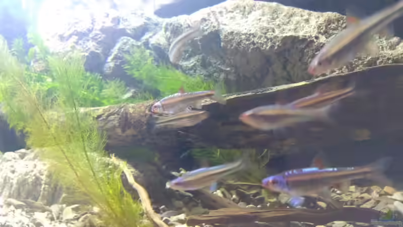 Besatz im Aquarium Strömungsbecken von pacho (36)