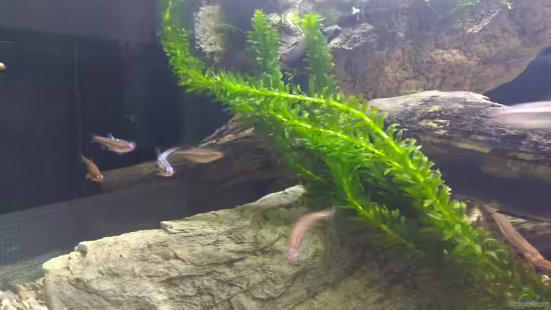 Besatz im Aquarium Strömungsbecken von pacho (37)
