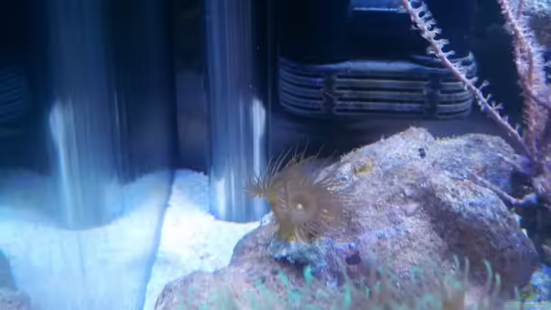 Besatz im Aquarium Studentenriff von Moepple (26)