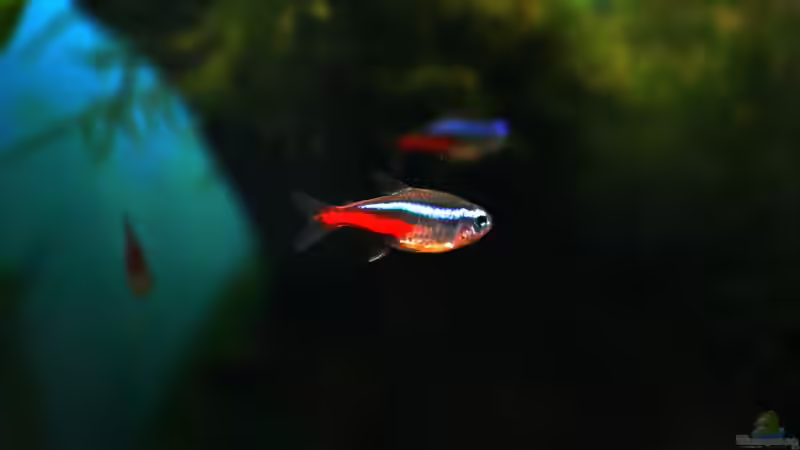 Besatz im Aquarium Süd/Mittelamerika von chrisreal (17)