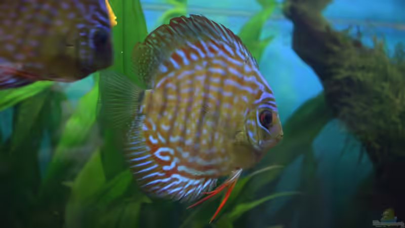 Besatz im Aquarium Süd/Mittelamerika von chrisreal (19)