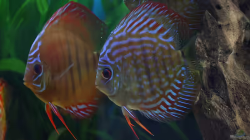 Besatz im Aquarium Süd/Mittelamerika von chrisreal (20)