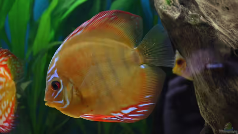 Besatz im Aquarium Süd/Mittelamerika von chrisreal (21)