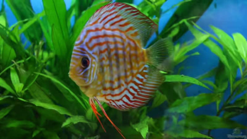 Besatz im Aquarium Süd/Mittelamerika von chrisreal (23)