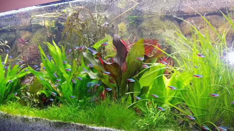 Besatz im Aquarium Südamerika, Existiert nicht mehr, Beispiel von H.T. (20)