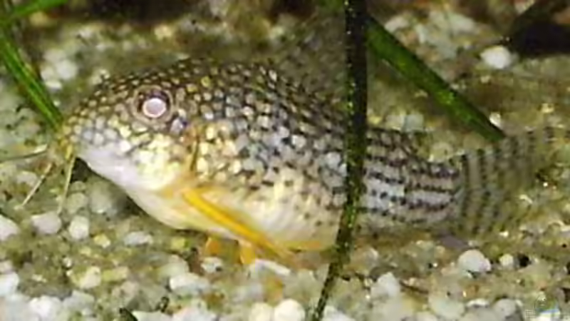 Besatz im Aquarium Südamerika, Existiert nicht mehr, Beispiel von H.T. (21)