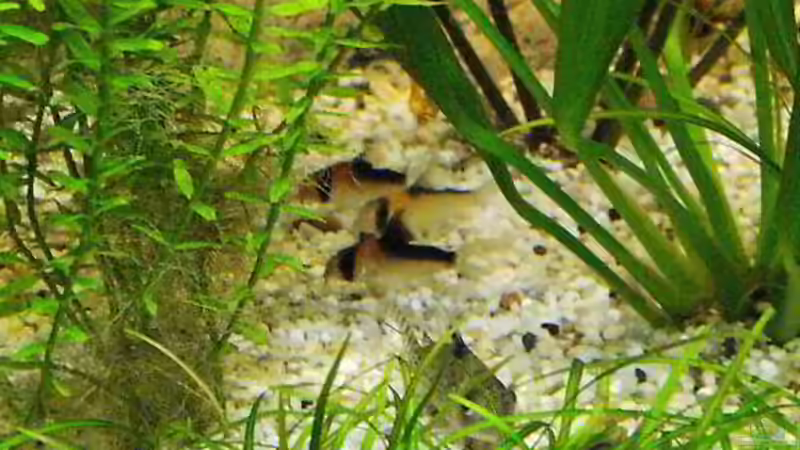 Besatz im Aquarium Südamerika, Existiert nicht mehr, Beispiel von H.T. (25)