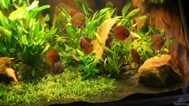 Besatz im Aquarium Südamerika, Existiert nicht mehr, Beispiel von H.T. (26)